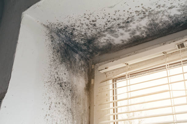 Affordable Mold Cleanup solutions in Greenlawn, NY